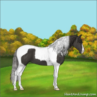 Horse Color:Smoky Black Tobiano 