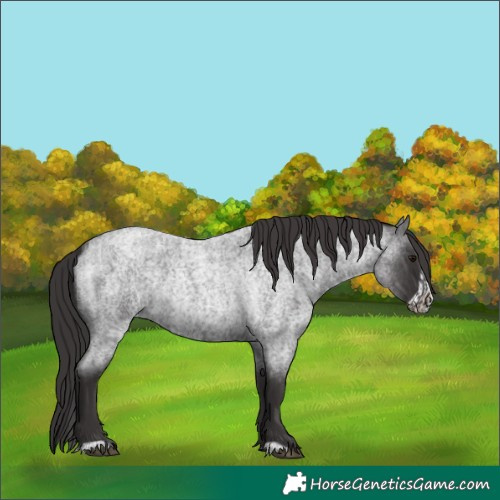 Horse Color:Smoky Blue Roan  and Smoky Blue Roan Frame 