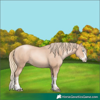 Horse Color:Gold Champagne Pearl Rabicano  and Gold Champagne Pearl Splash Rabicano 