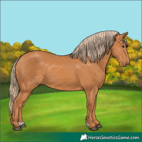 Horse Color:Chestnut 