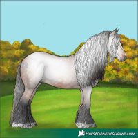 Horse Color:Gray Bay 