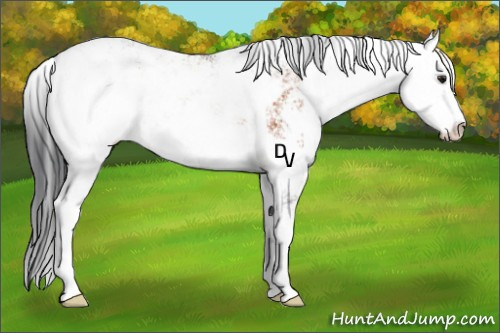 Horse Color:Brown Sabino 