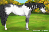 Horse Color:Black Frame Rabicano 