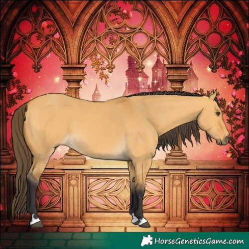 Horse Color:Buckskin Dun 