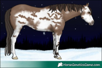 Horse Color:Liver Red Dun Splash Frame 