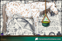 Horse Color:Bay Dun Appaloosa 