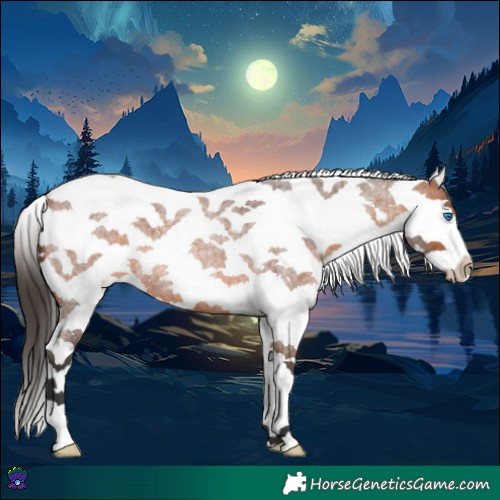 Horse Color:Bay Roan Splash 