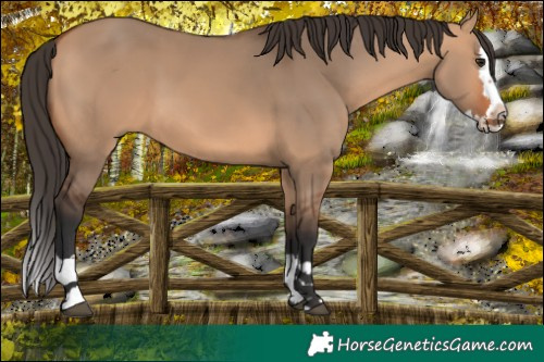 Horse Color:Bay Dun Splash 