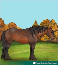 Horse Color:Brown 