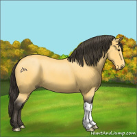 Horse Color:Buckskin 