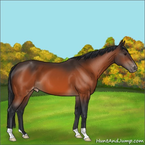 Horse Color:Brown Appaloosa 