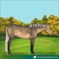 Horse Color:Silver Buckskin Dun 