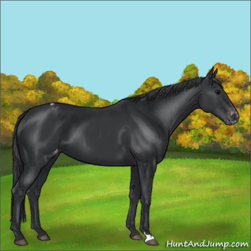 Horse Color:Black Appaloosa 