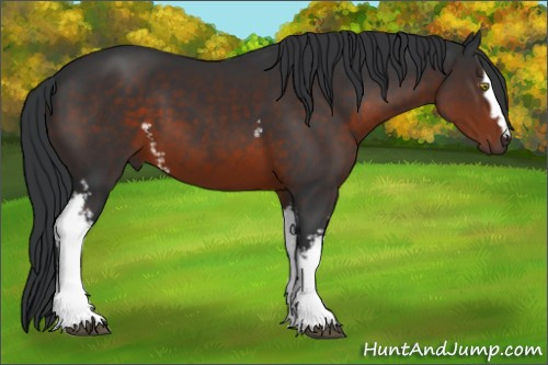 Horse Color:White Spotted Brown Sabino 