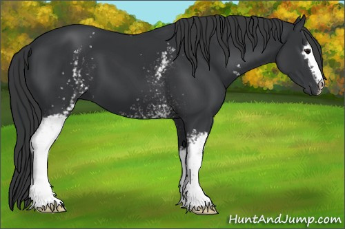 Horse Color:White Spotted Black 