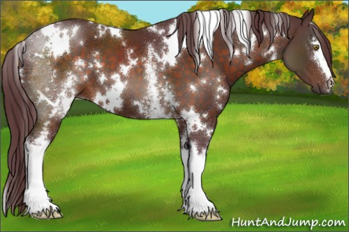 Horse Color:White Spotted Chocolate Brown
