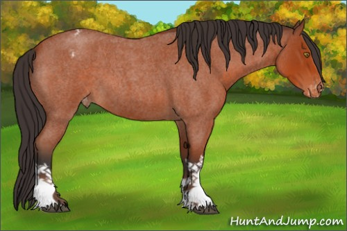 Horse Color:Brown Roan Appaloosa 