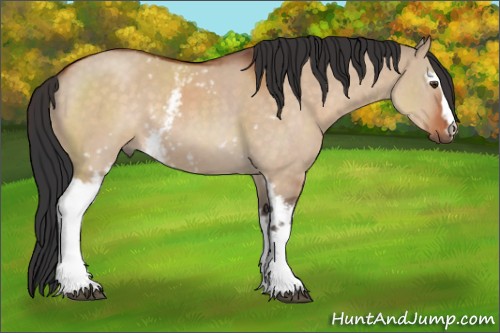 Horse Color:White Spotted Brown Dun 