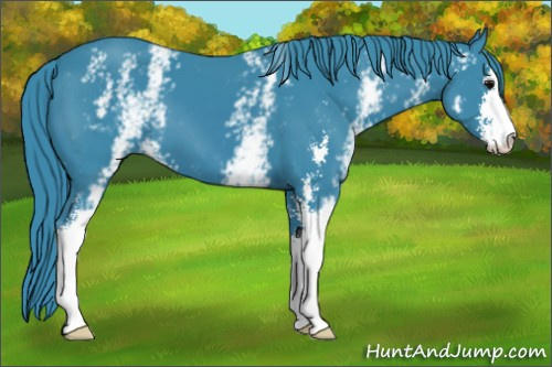 Horse Color:Watercolor White Spotted Smoky Black Sabino 