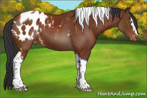 Horse Color:White Spotted Brown Tobiano Appaloosa 