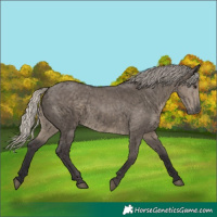 Horse Color:Silver Smoky Grullo 