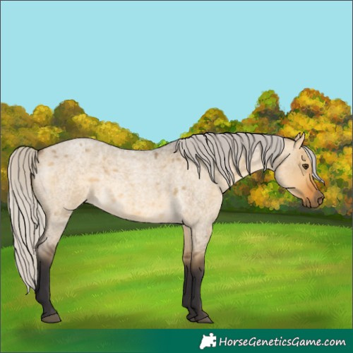 Horse Color:Silver Buckskin Roan Dun 