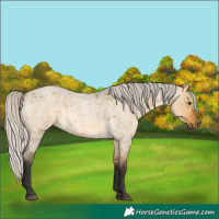Horse Color:Silver Buckskin Roan Dun 