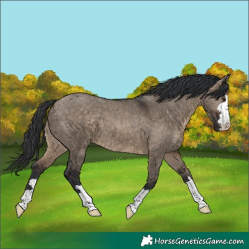 Horse Color:Brown Dun 