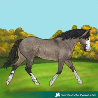Horse Color:Brown Dun