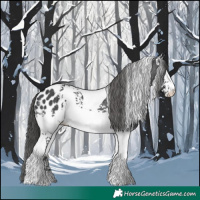 Horse Color:White Spotted Black Tobiano Appaloosa 