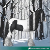 Horse Color:Black Tobiano 