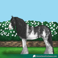 Horse Color:White Spotted Black
