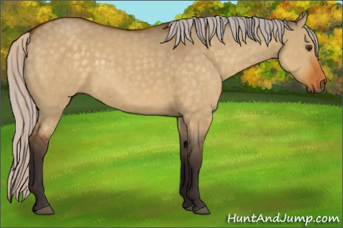 Horse Color:Silver Buckskin Dun 
