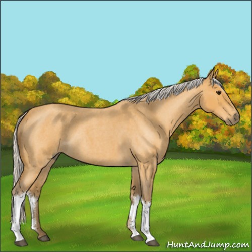 Horse Color:Silver Buckskin Roan 