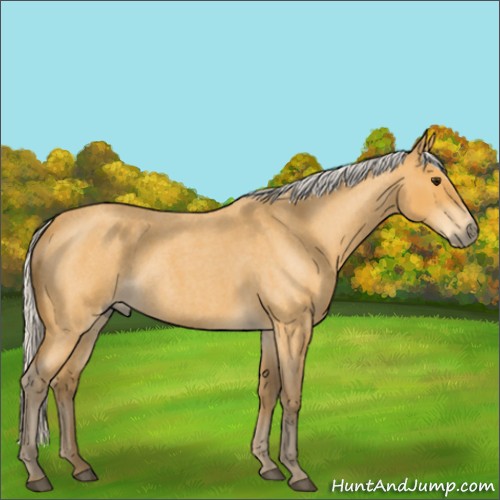 Horse Color:Silver Buckskin Roan 