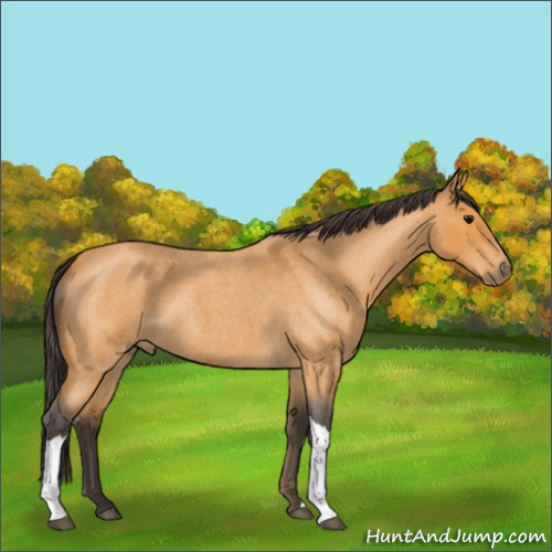 Horse Color:Buckskin Roan 