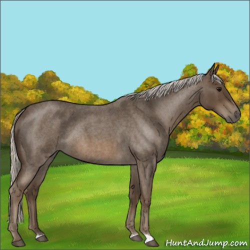 Horse Color:Silver Smoky Blue Roan 