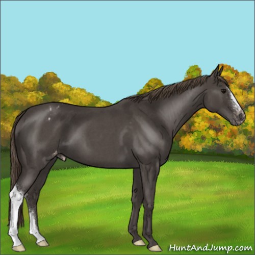 Horse Color:Smoky Blue Roan Appaloosa 