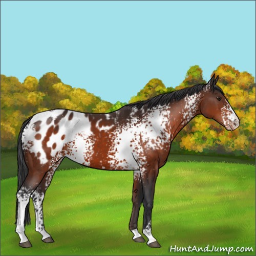 Horse Color:White Spotted Brown Appaloosa 