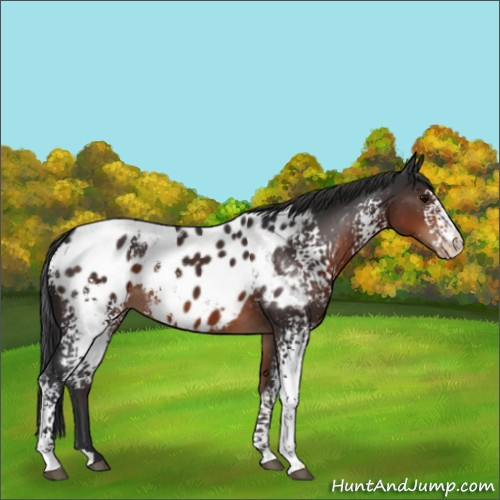 Horse Color:White Spotted Brown Appaloosa 