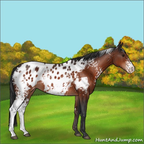 Horse Color:White Spotted Brown Appaloosa 