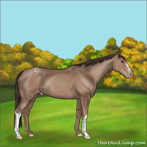 Horse Color:Classic Champagne Appaloosa 