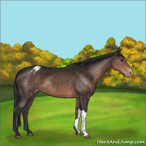 Horse Color:Brown Appaloosa 