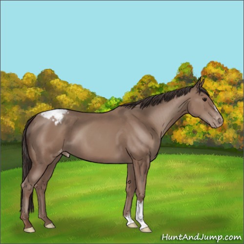 Horse Color:Classic Champagne Appaloosa 