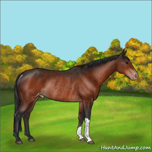Horse Color:Bay Appaloosa Rabicano 