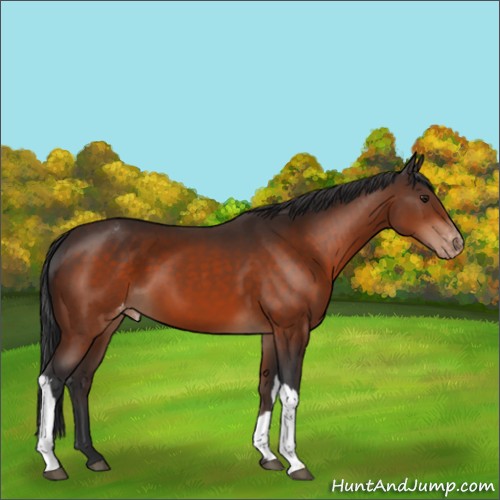 Horse Color:Brown Appaloosa 