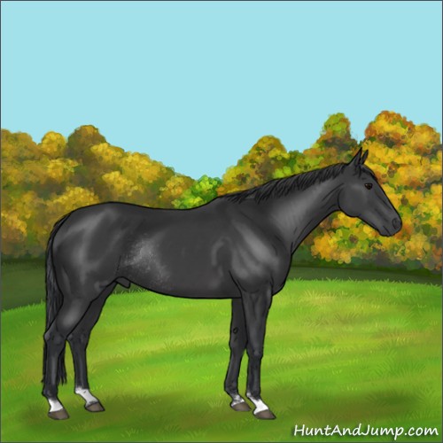 Horse Color:Black Sabino Rabicano 