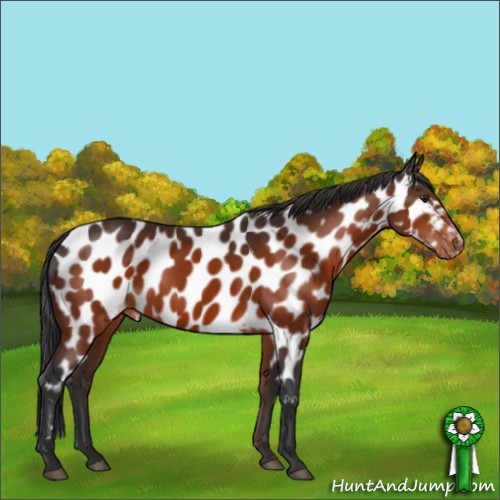 Horse Color:Brown Sabino Appaloosa Rabicano 
