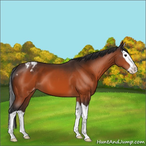 Horse Color:Brown Splash Appaloosa 