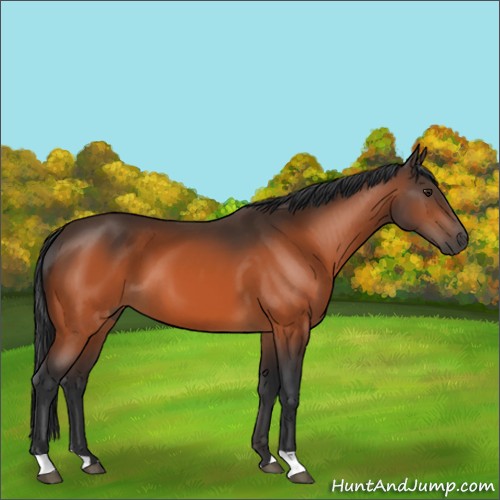 Horse Color:Brown 